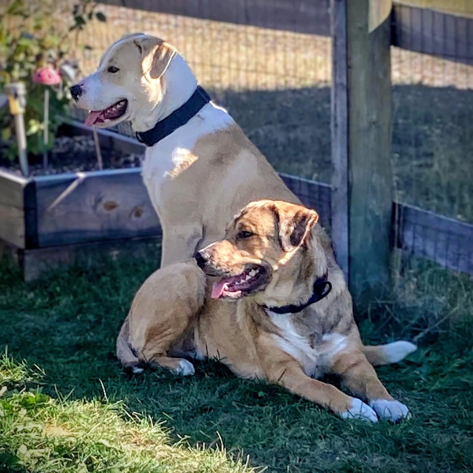 Enlarge Thor (this is a courtesy listing please contact Cindy at gramttt@gmail.com), a ADOPTABLE mixed breed in Choteau, MT image 2/2