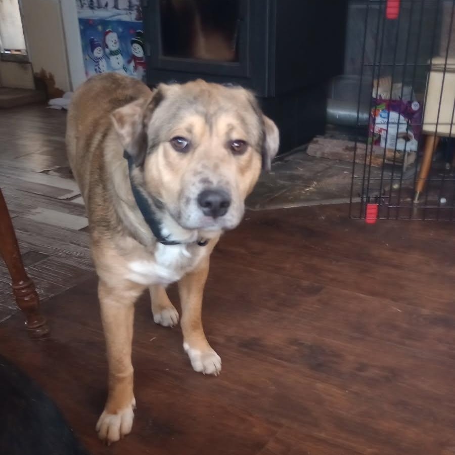 Thor (this is a courtesy listing please contact Cindy at gramttt@gmail.com), ADOPTABLE, Young Male German Shepherd Dog & American Bully.