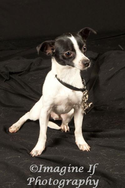 Colby, Adoptable, Senior Male Chihuahua.