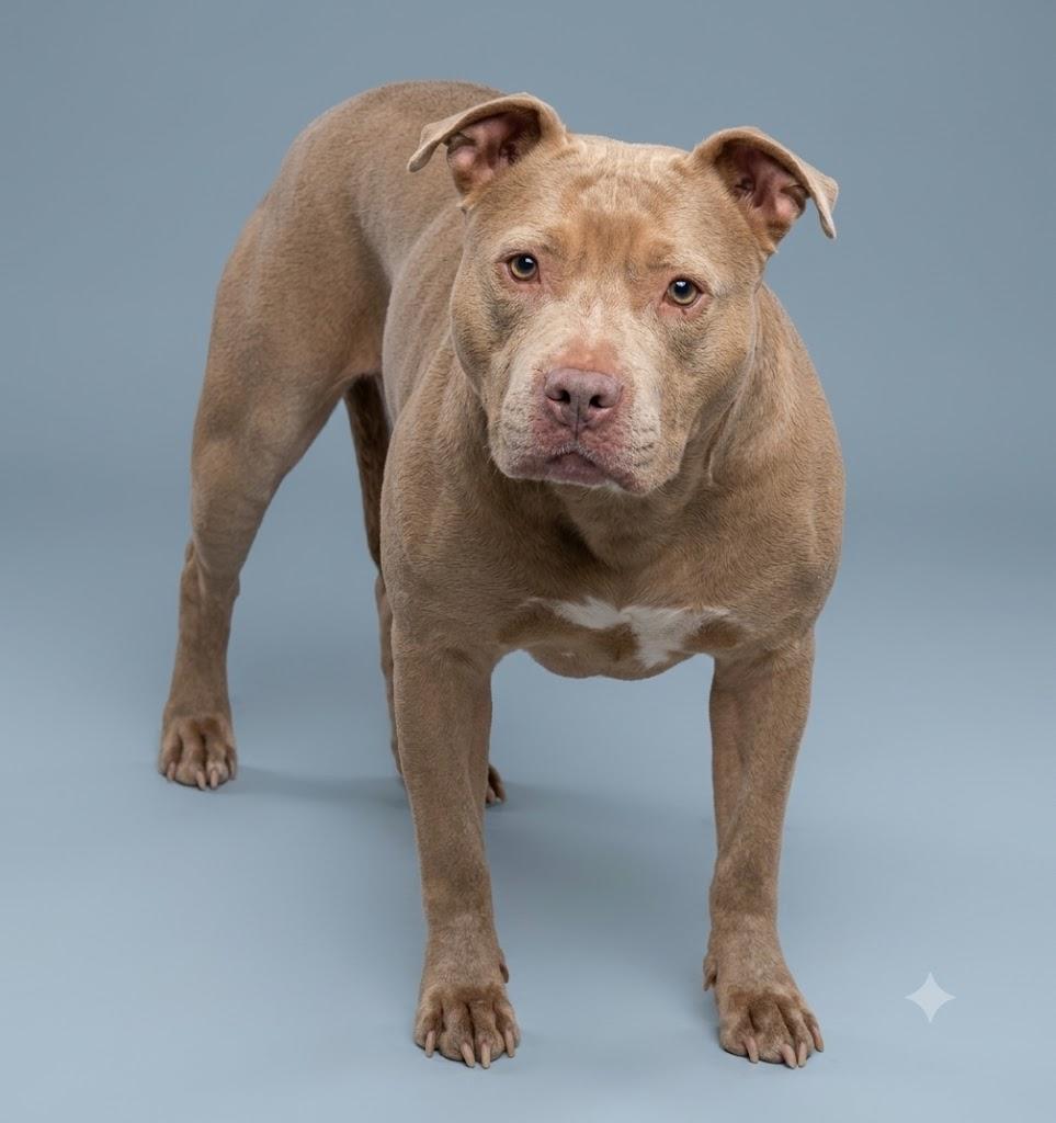 Delores, ADOPTABLE, Adult Female Pit Bull Terrier.