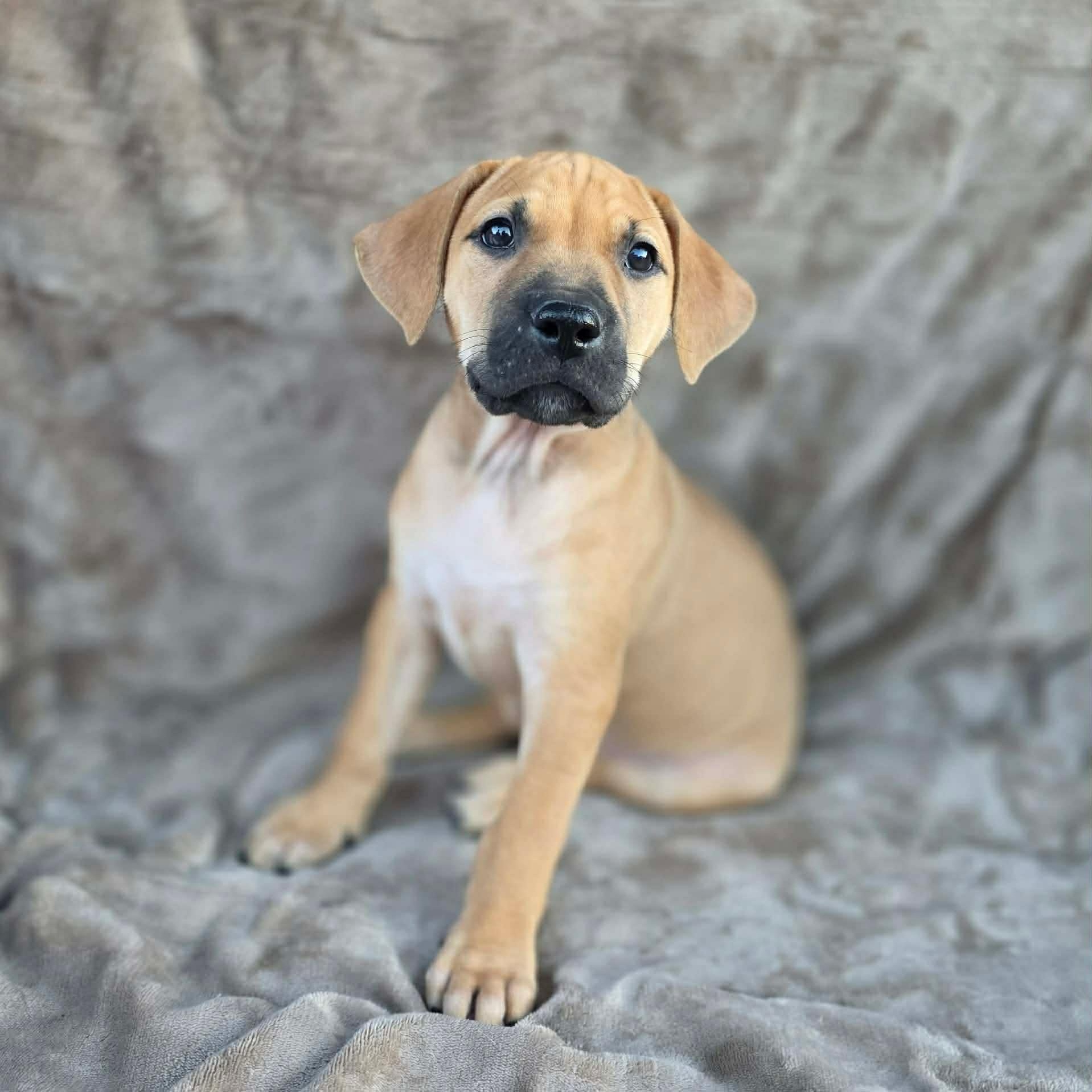 Enlarge Lainey, an adopted mixed breed in Justin, TX image 2/5