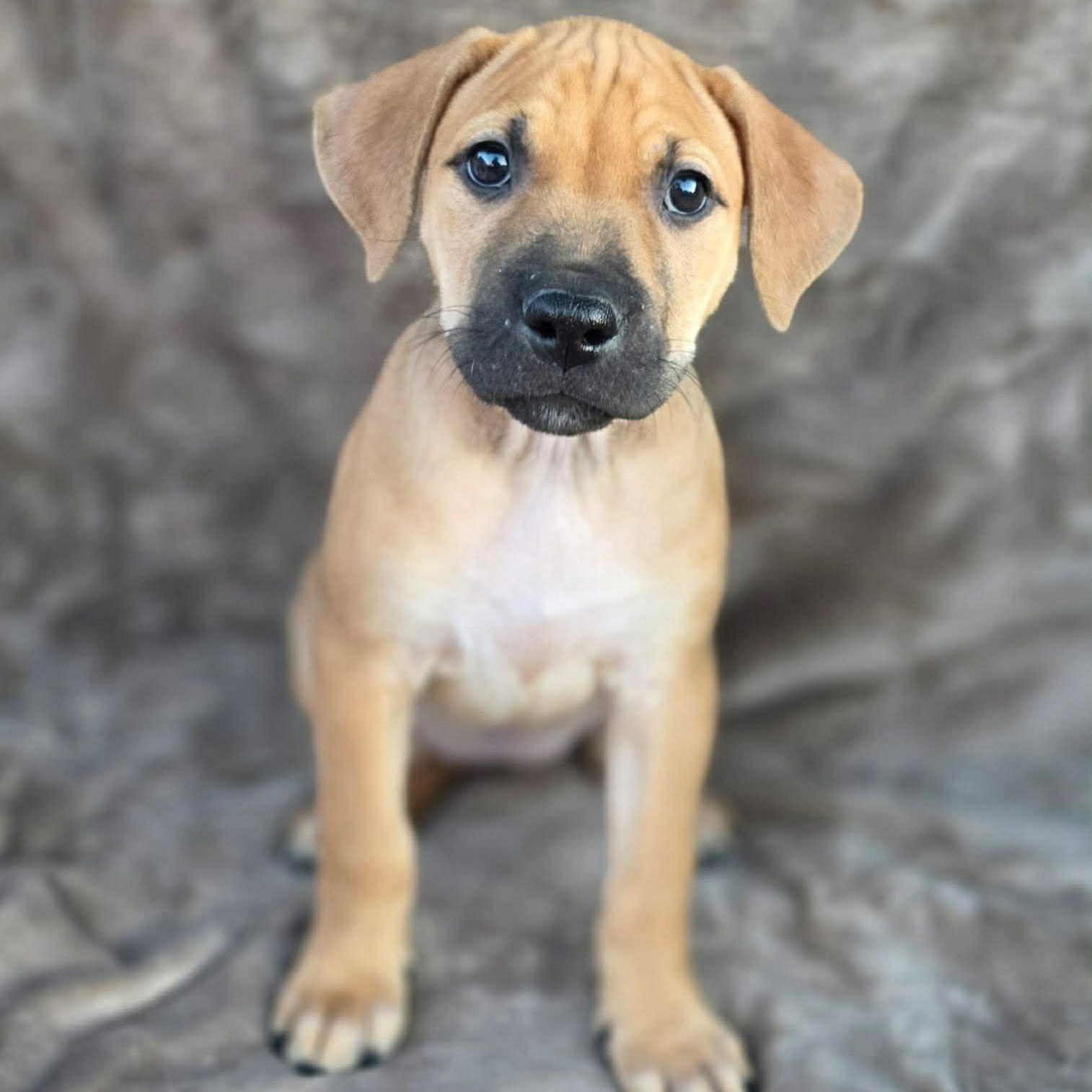 Enlarge Lainey, an adopted mixed breed in Justin, TX image 5/5