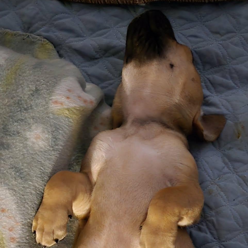 Enlarge Lainey, an adopted mixed breed in Justin, TX image 4/5