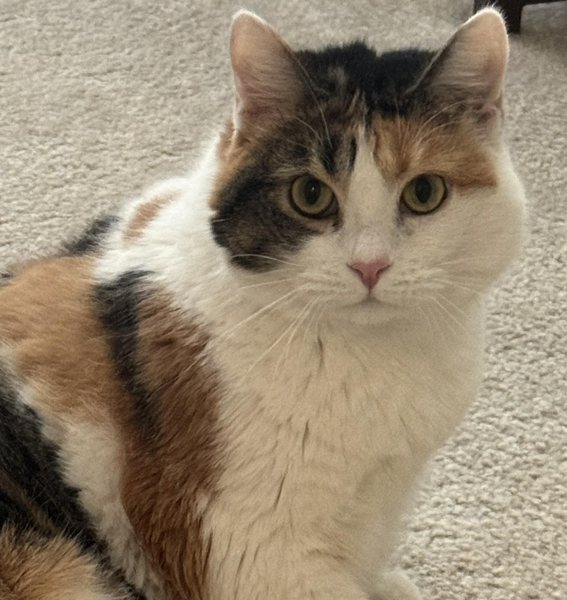 CJ, Adoptable, Adult Female Calico.
