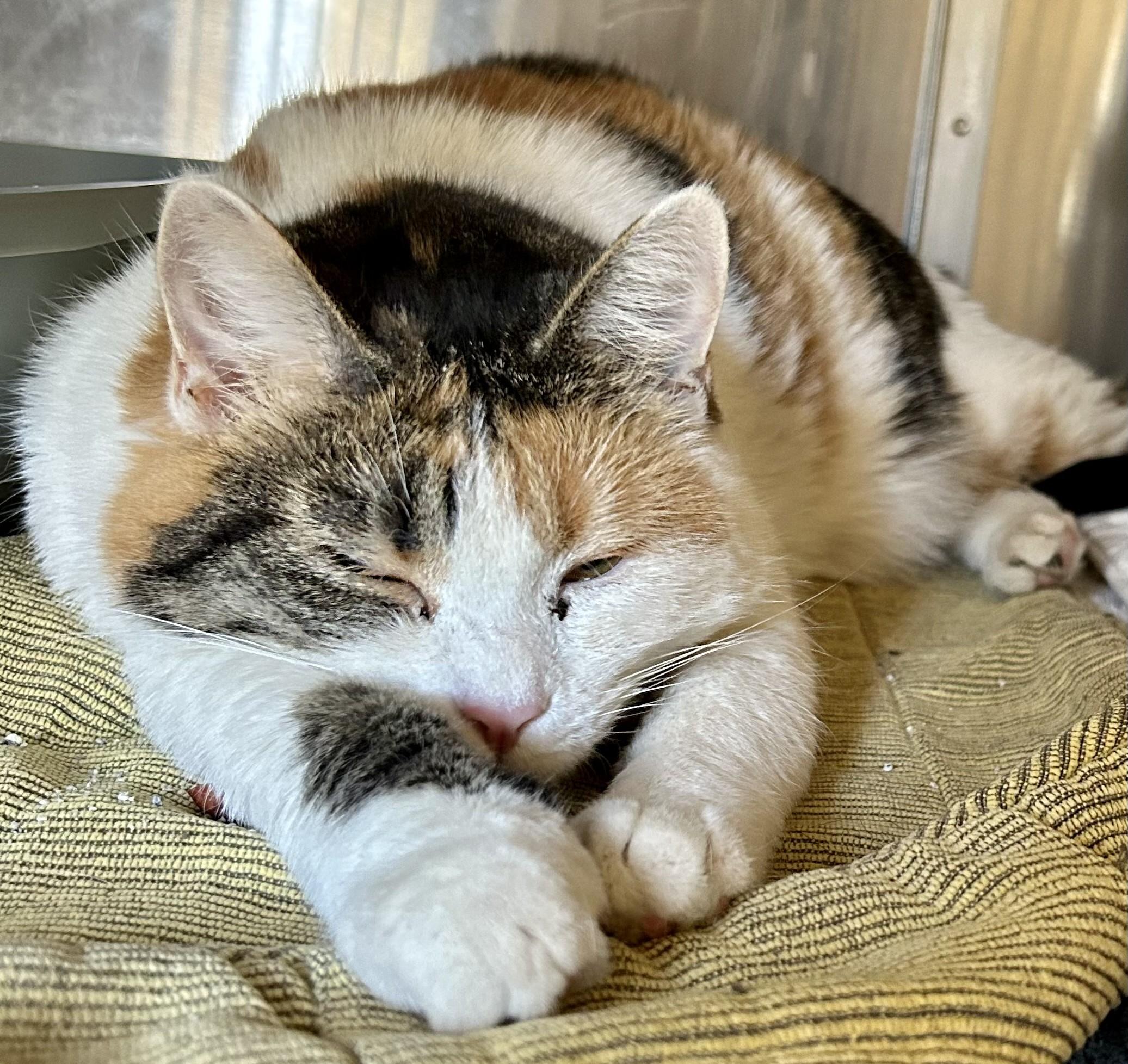 Enlarge CJ, a Adoptable Calico in Prescott, AZ image 2/5