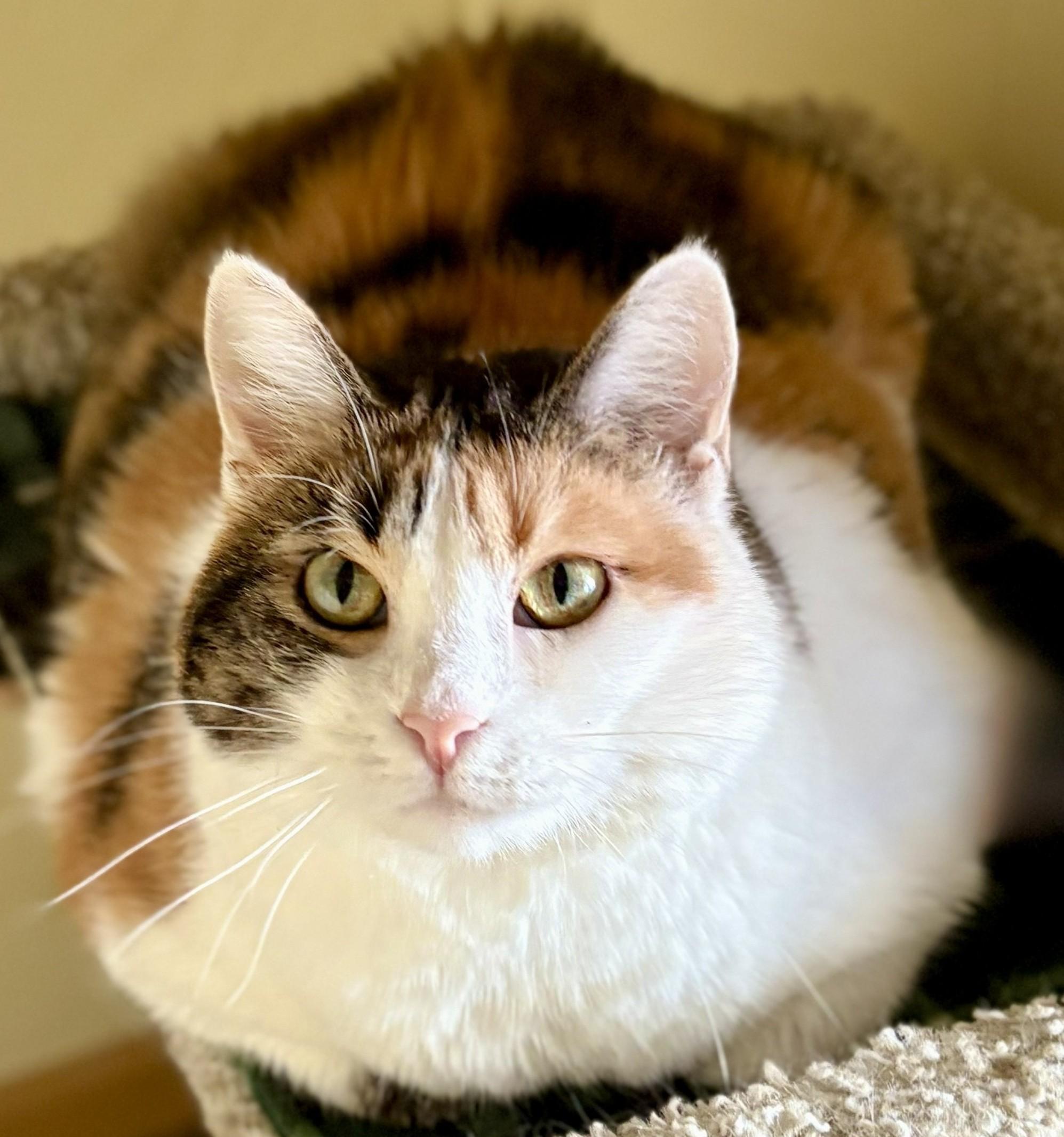 Enlarge CJ, a Adoptable Calico in Prescott, AZ image 3/5