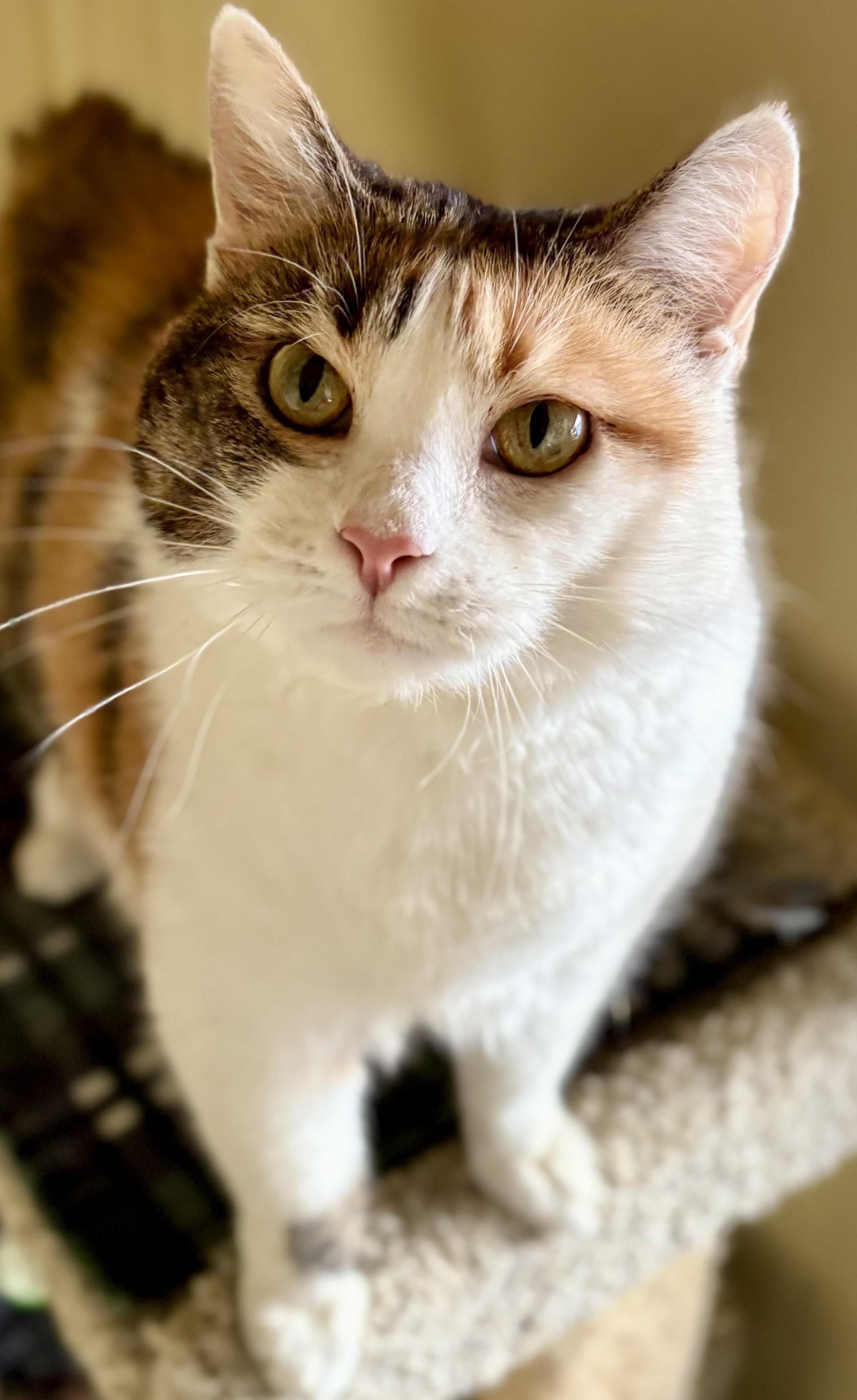 Enlarge CJ, a Adoptable Calico in Prescott, AZ image 4/5