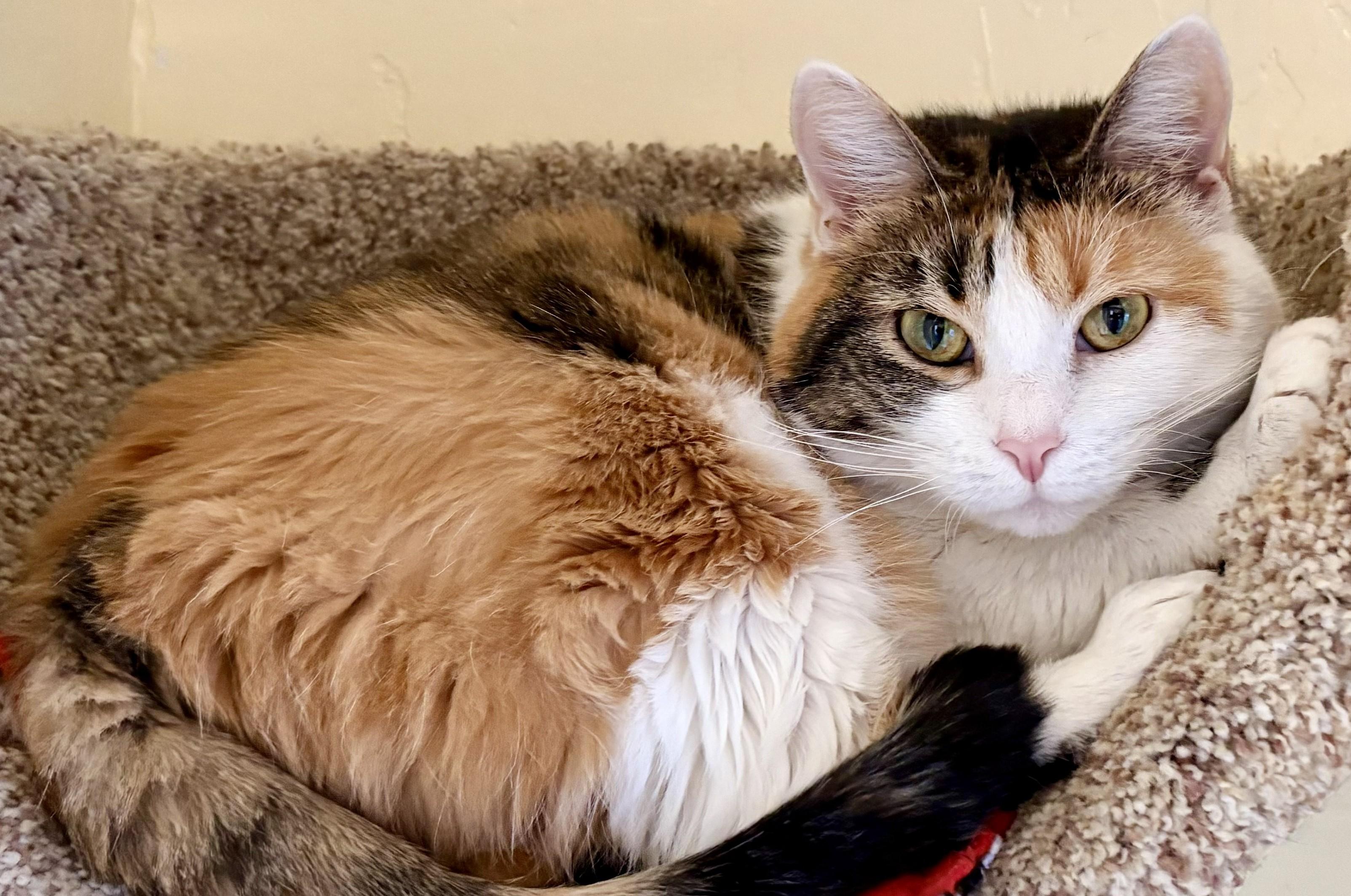 Enlarge CJ, a Adoptable Calico in Prescott, AZ image 5/5