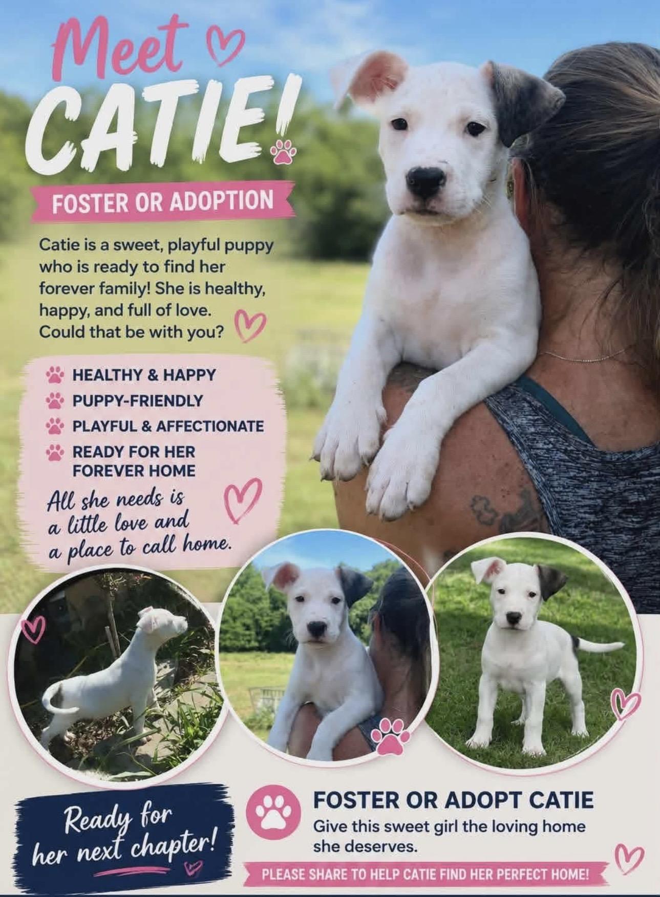 Enlarge CATIE, a Adoptable Mixed Breed in East Flat Rock, NC image 4/5