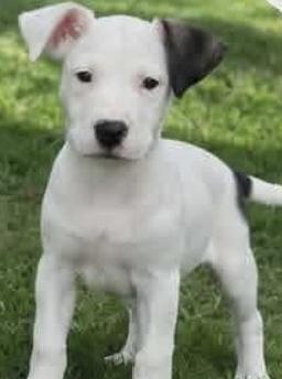 Enlarge CATIE, a Adoptable Mixed Breed in East Flat Rock, NC image 5/5