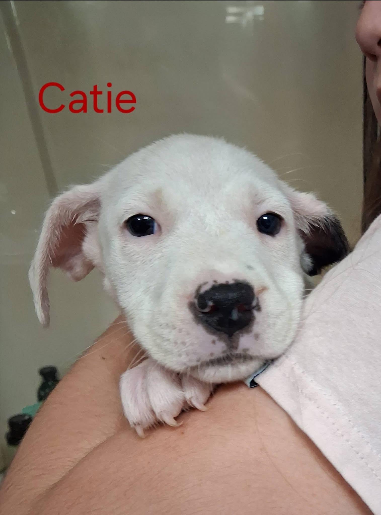 Enlarge CATIE, a Adoptable Mixed Breed in East Flat Rock, NC image 3/5