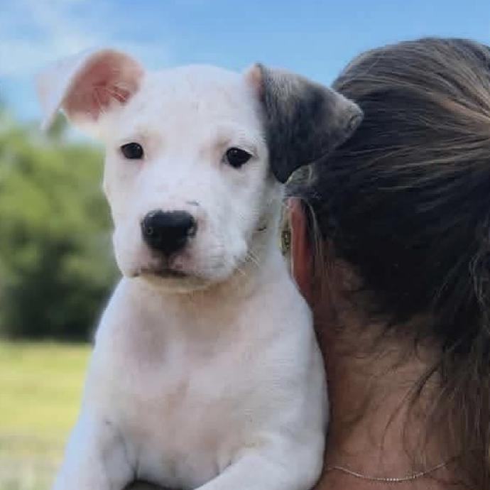 Enlarge CATIE, a Adoptable Mixed Breed in East Flat Rock, NC image 2/5