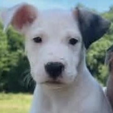 CATIE, Adoptable, Puppy Female Mixed Breed.