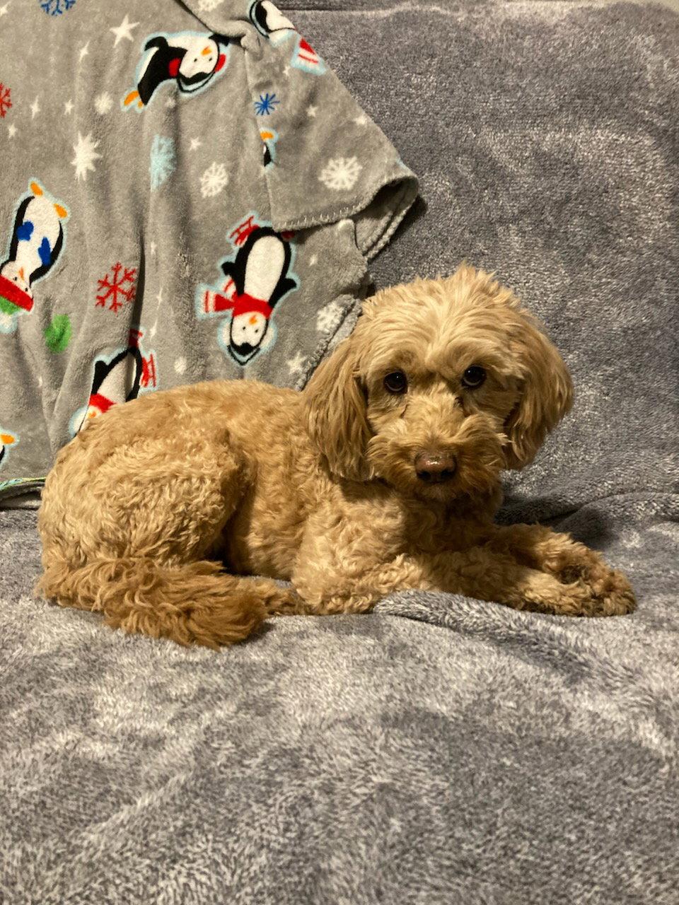 Enlarge Natalia, a Adopted mixed breed in Mukwonago, WI image 1/2