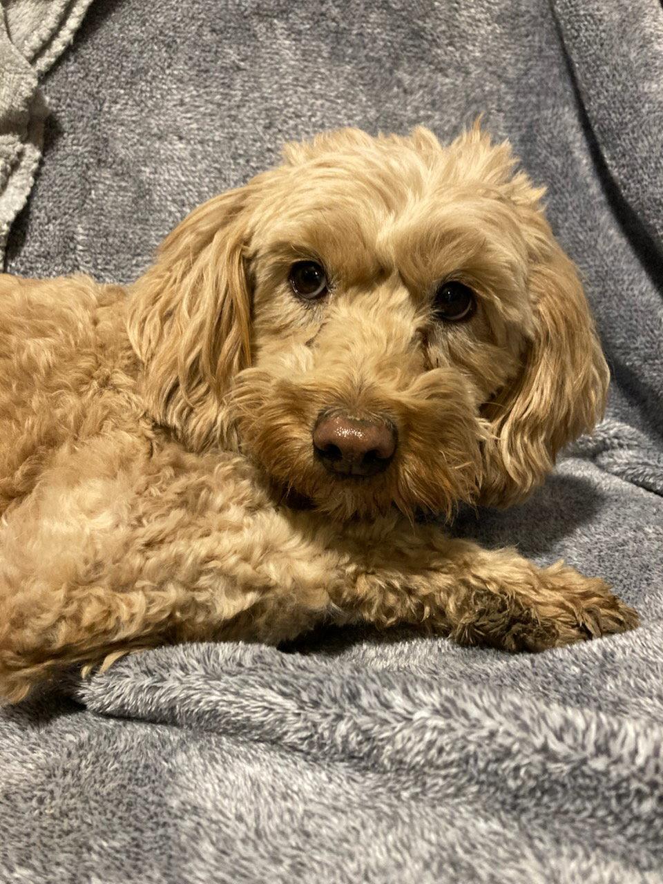 Enlarge Natalia, a Adopted mixed breed in Mukwonago, WI image 2/2