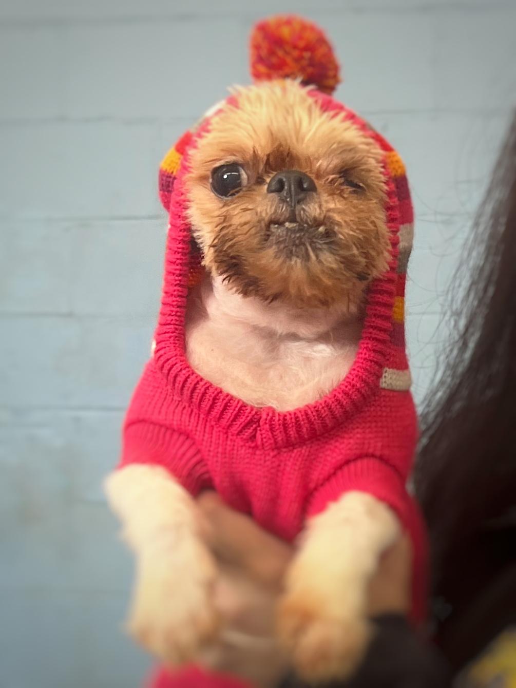 Butters, Adopted, Adult Female Shih Tzu.