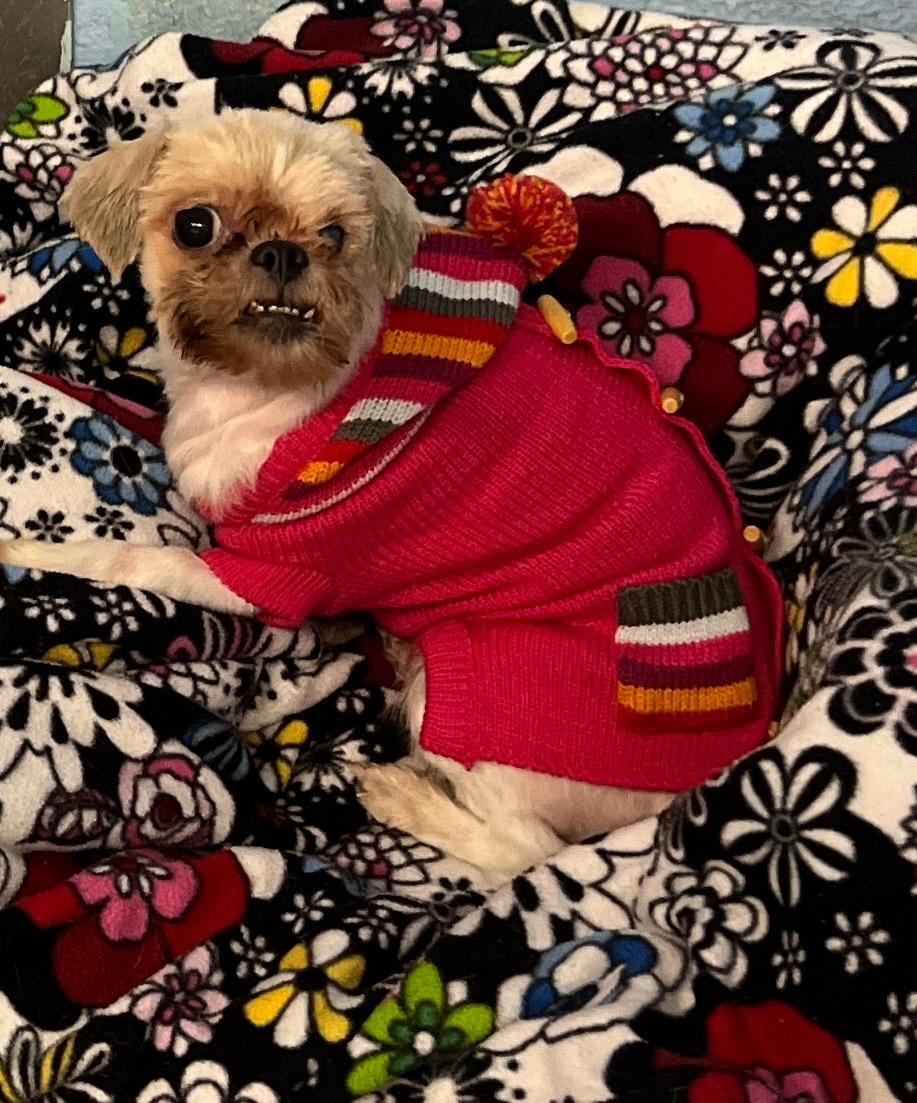 Butters, a Adopted Shih Tzu in Newington, CT image 2/2