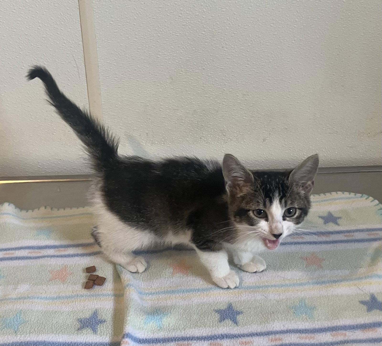 Pippa - Tabby Kitten - #18, Adopted, Kitten Female Domestic Short Hair.