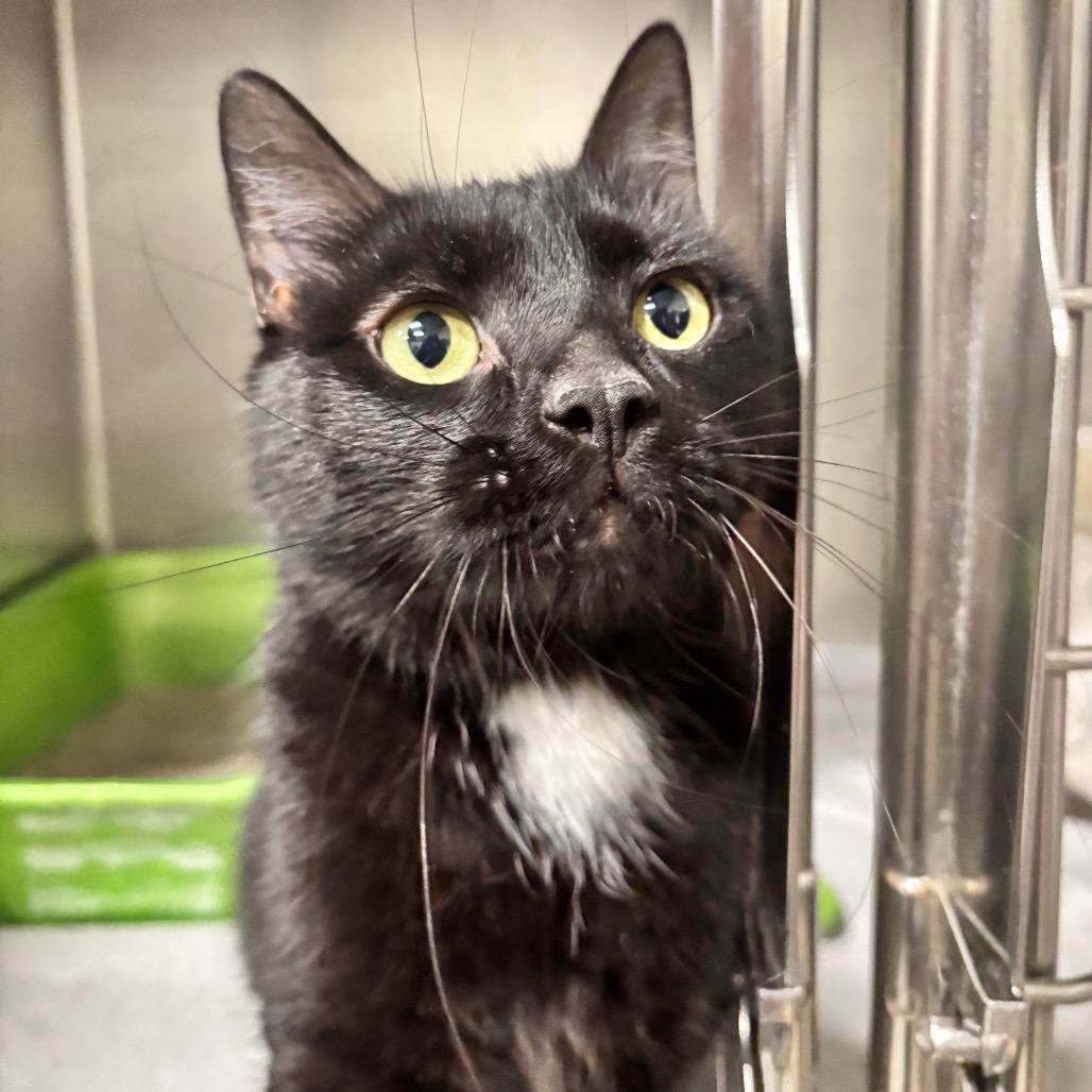 Astro 21C26, Adoptable, Adult Male Domestic Short Hair.