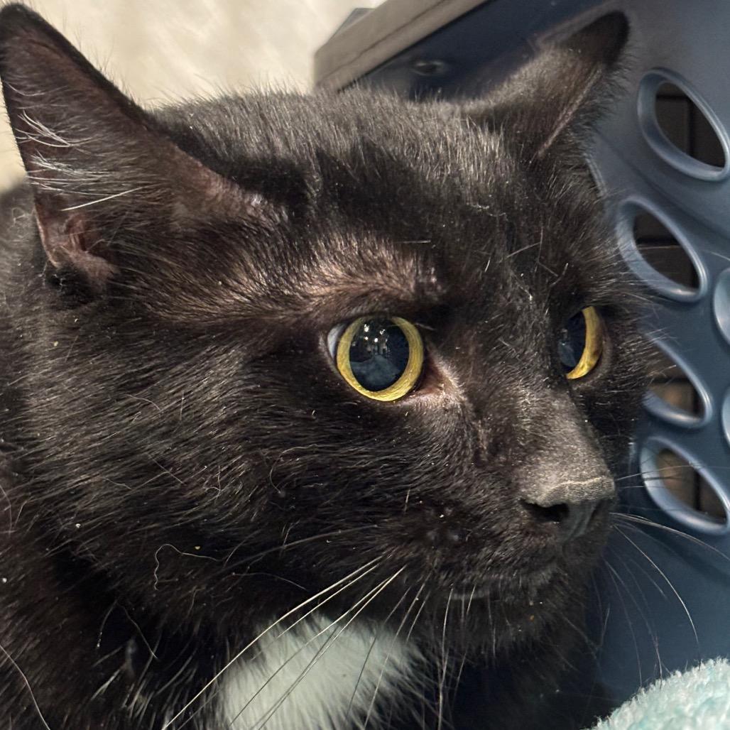 Astro 21C26, a Adoptable Domestic Short Hair in Napoleon, OH image 2/6