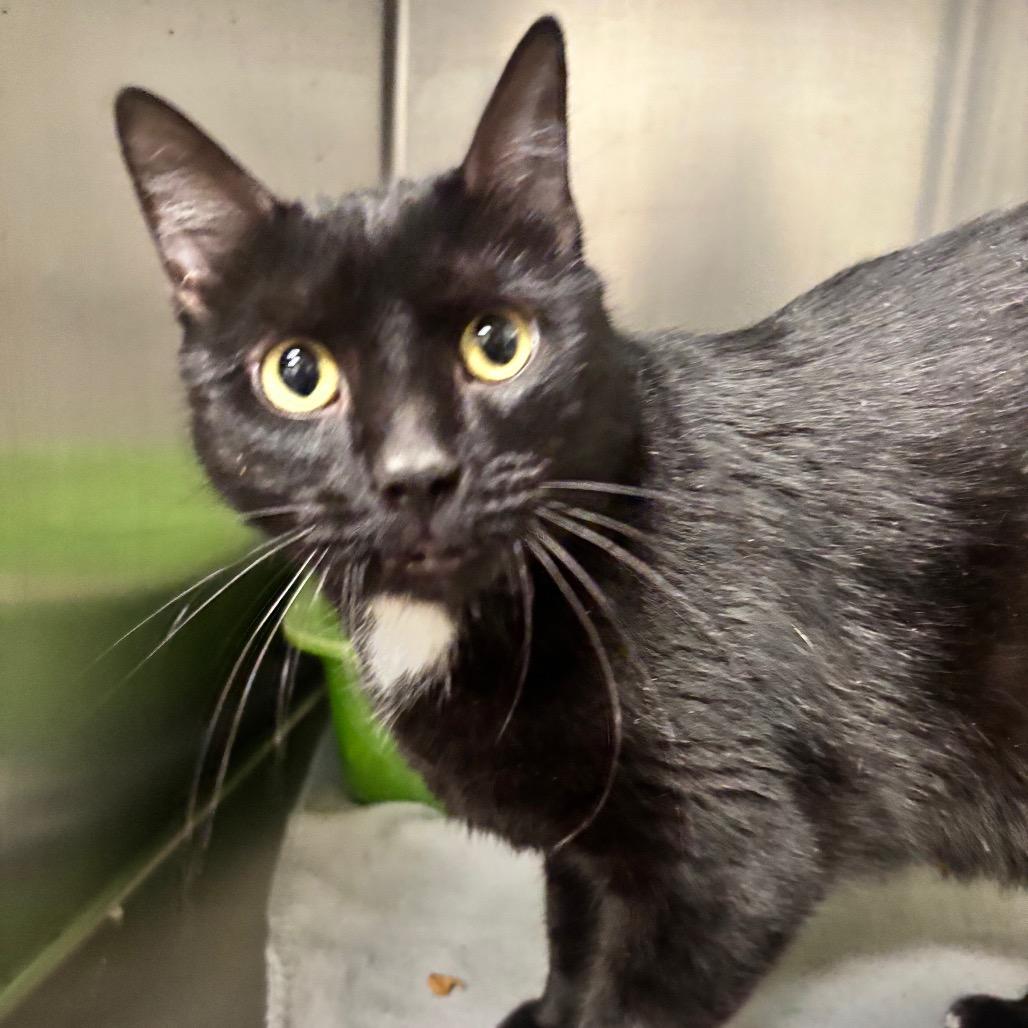 Astro 21C26, a Adoptable Domestic Short Hair in Napoleon, OH image 3/6