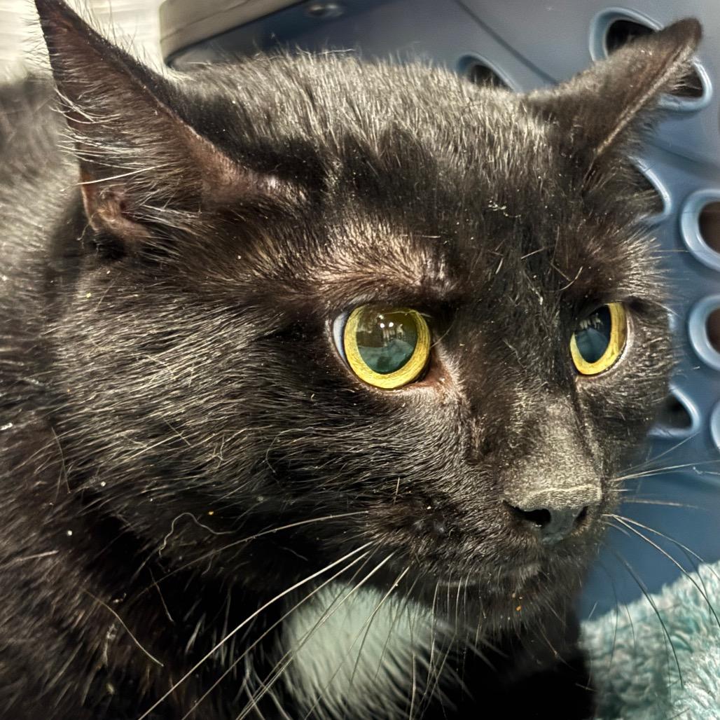 Astro 21C26, a Adoptable Domestic Short Hair in Napoleon, OH image 4/6