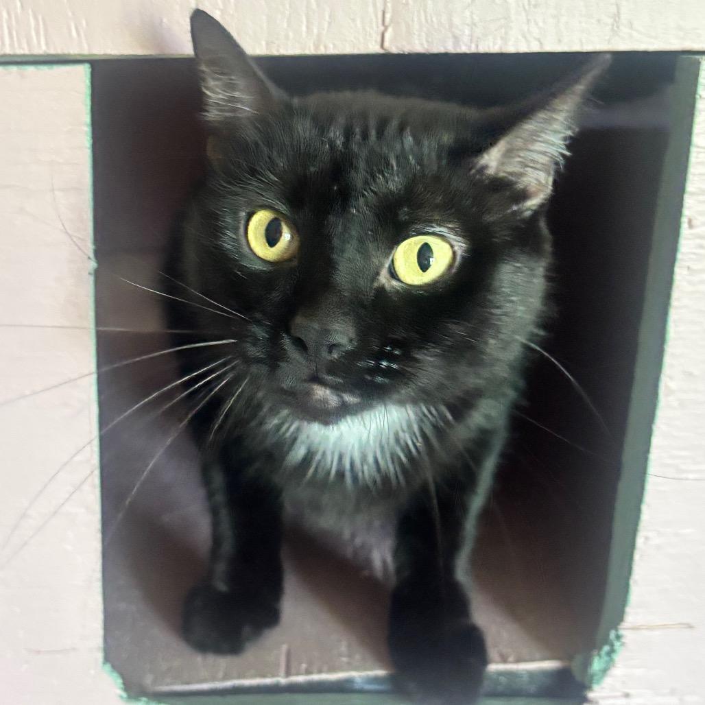 Astro 21C26, a Adoptable Domestic Short Hair in Napoleon, OH image 5/6