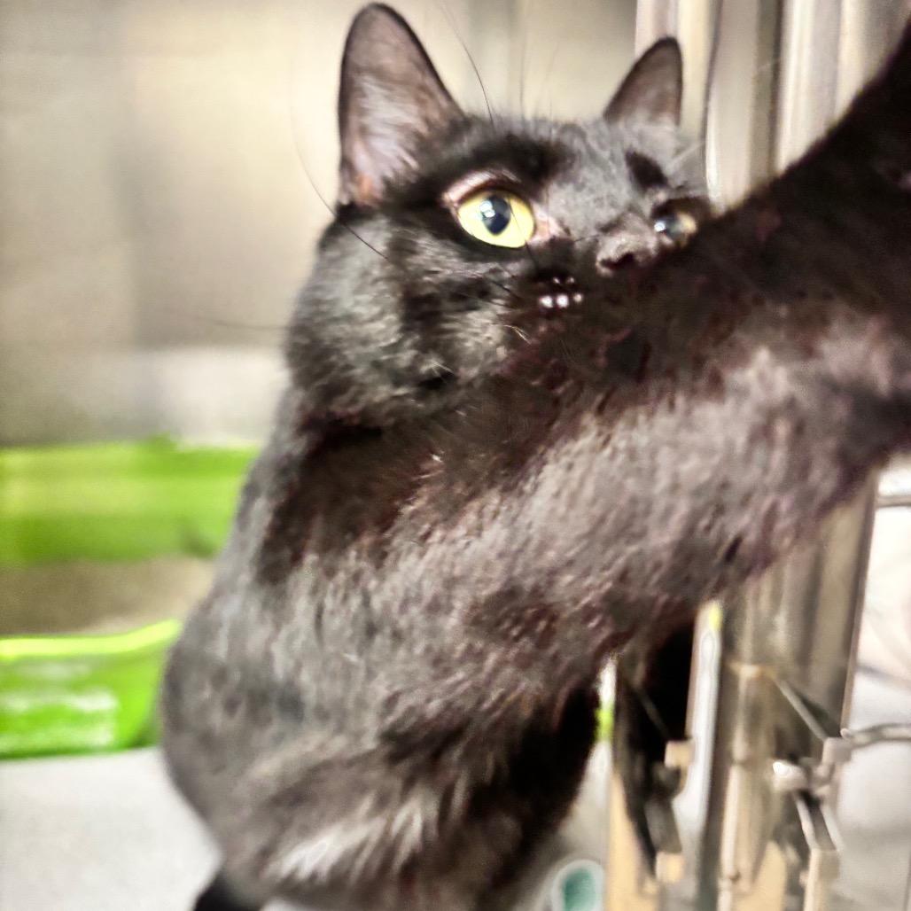 Astro 21C26, a Adoptable Domestic Short Hair in Napoleon, OH image 6/6