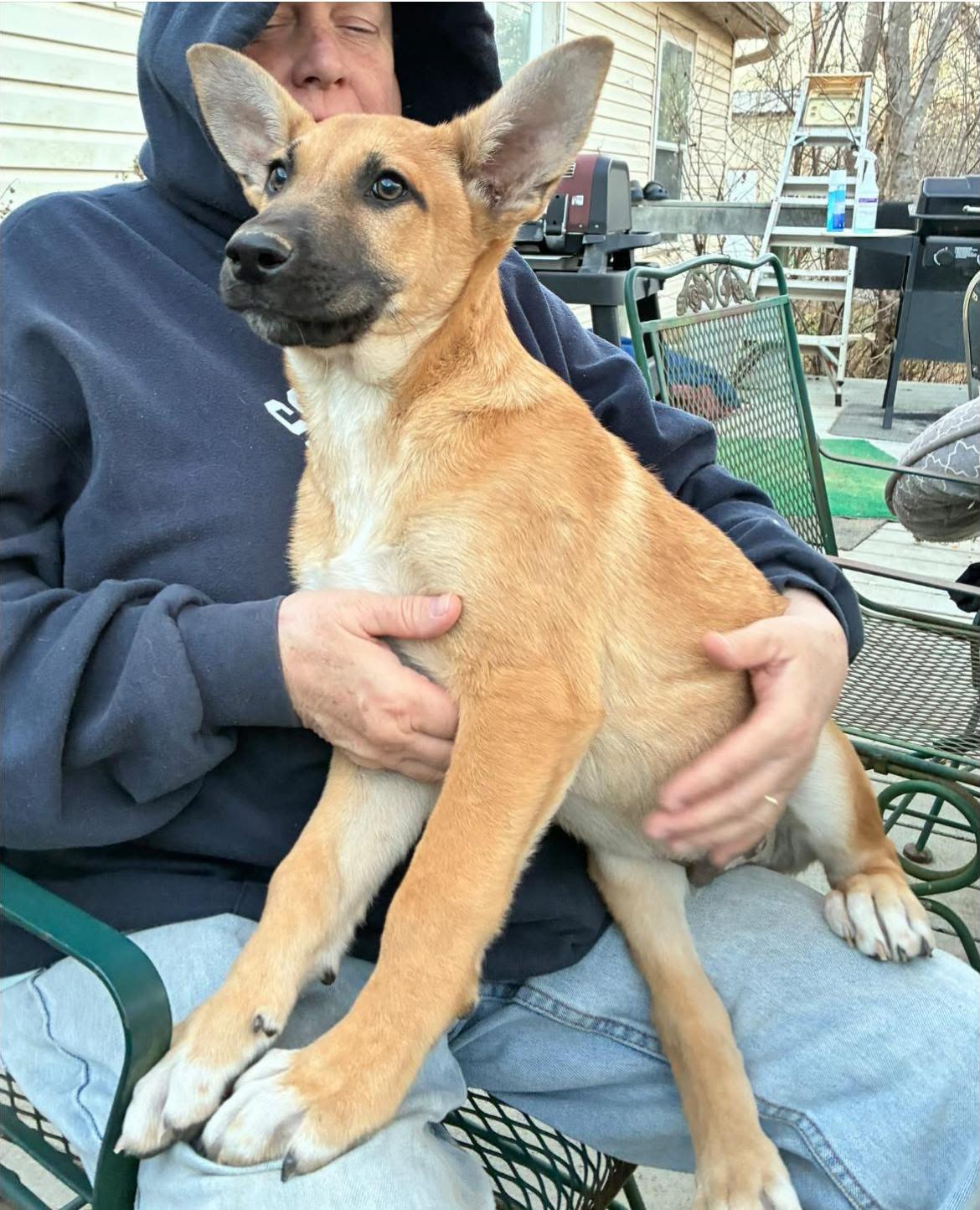 Stanley CS , ADOPTABLE, Puppy Male German Shepherd Dog.
