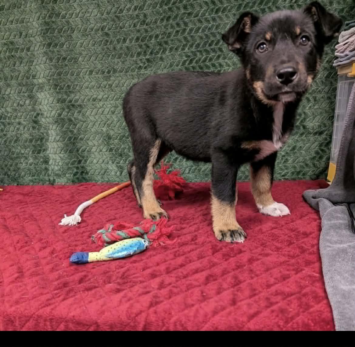 Enlarge Stanley CS , a ADOPTABLE mixed breed in Columbia, MD image 2/3