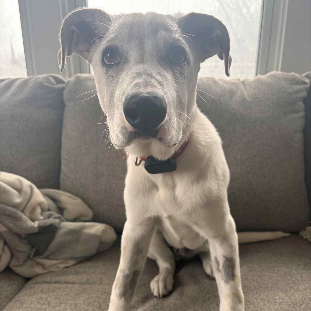 Dewey, Adoptable, Puppy Male Mixed Breed.