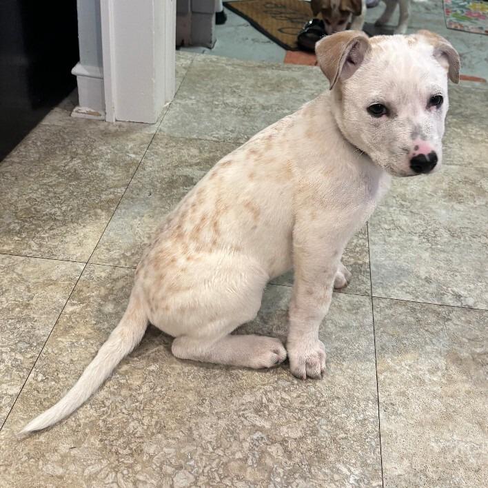 Enlarge Dewey, a Adoptable Mixed Breed in Alma, WI image 1/6