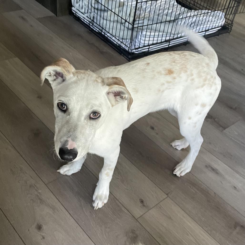 Dewey, a Adoptable Mixed Breed in Alma, WI image 2/6