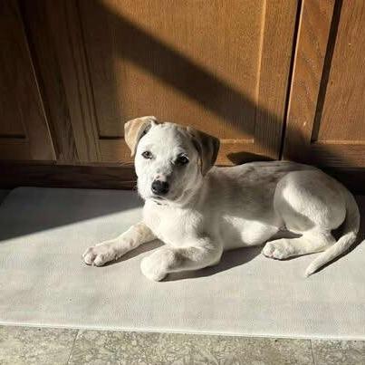 Enlarge Dewey, a Adoptable Mixed Breed in Alma, WI image 2/6