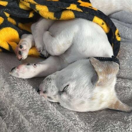 Enlarge Dewey, a Adoptable Mixed Breed in Alma, WI image 3/6