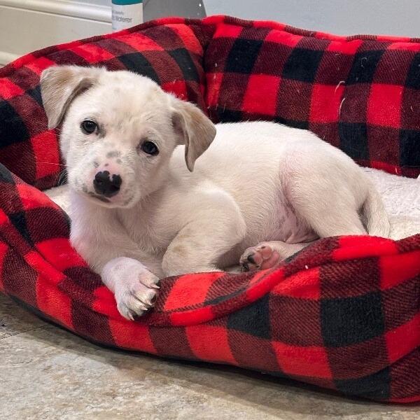 Enlarge Dewey, a Adoptable Mixed Breed in Alma, WI image 4/6