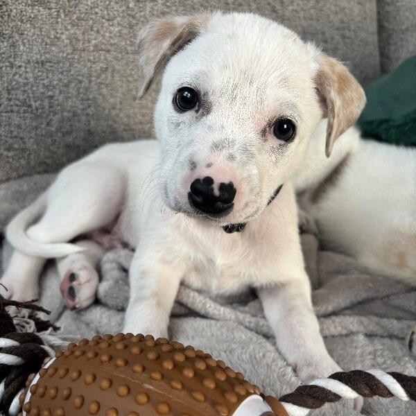 Enlarge Dewey, a Adoptable Mixed Breed in Alma, WI image 5/6