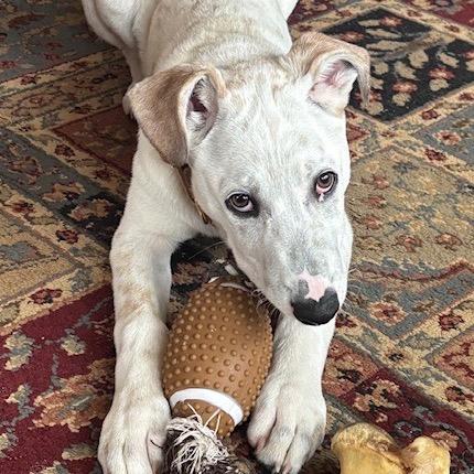 Enlarge Dewey, a Adoptable Mixed Breed in Alma, WI image 6/6