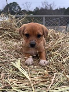 Chestnut, ADOPTABLE, Puppy Female Hound.