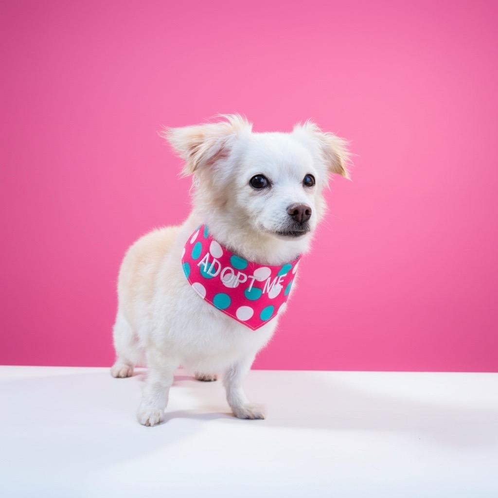 Enlarge Buffy, a Adoptable mixed breed in Rancho Palos Verdes, CA image 3/5