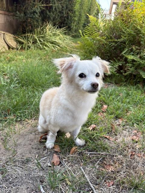 Enlarge Buffy, a Adoptable mixed breed in Rancho Palos Verdes, CA image 5/5