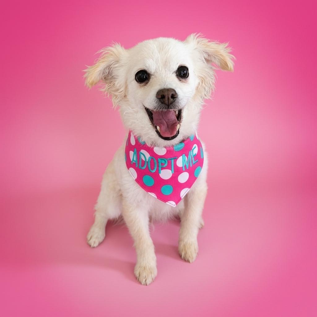 Buffy, Adoptable, Senior Female Chihuahua & Spaniel.