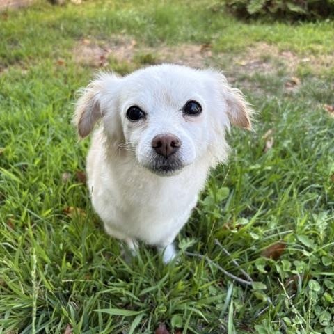 Enlarge Buffy, a Adoptable mixed breed in Rancho Palos Verdes, CA image 4/5