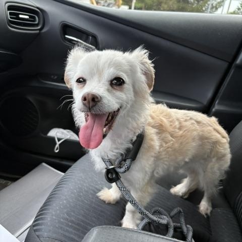 Enlarge Buffy, a ADOPTABLE mixed breed in Rancho Palos Verdes, CA image 4/4