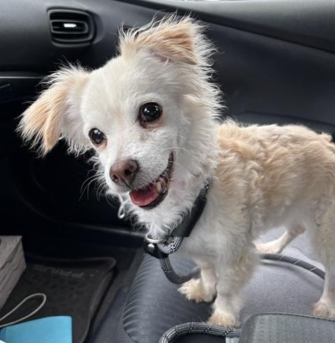 Buffy, ADOPTABLE, Senior Female Chihuahua & Spaniel.