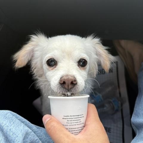 Enlarge Buffy, a ADOPTABLE mixed breed in Rancho Palos Verdes, CA image 2/4