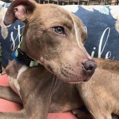 Mickey, a ADOPTABLE mixed breed in Warrenville, IL image 5/6