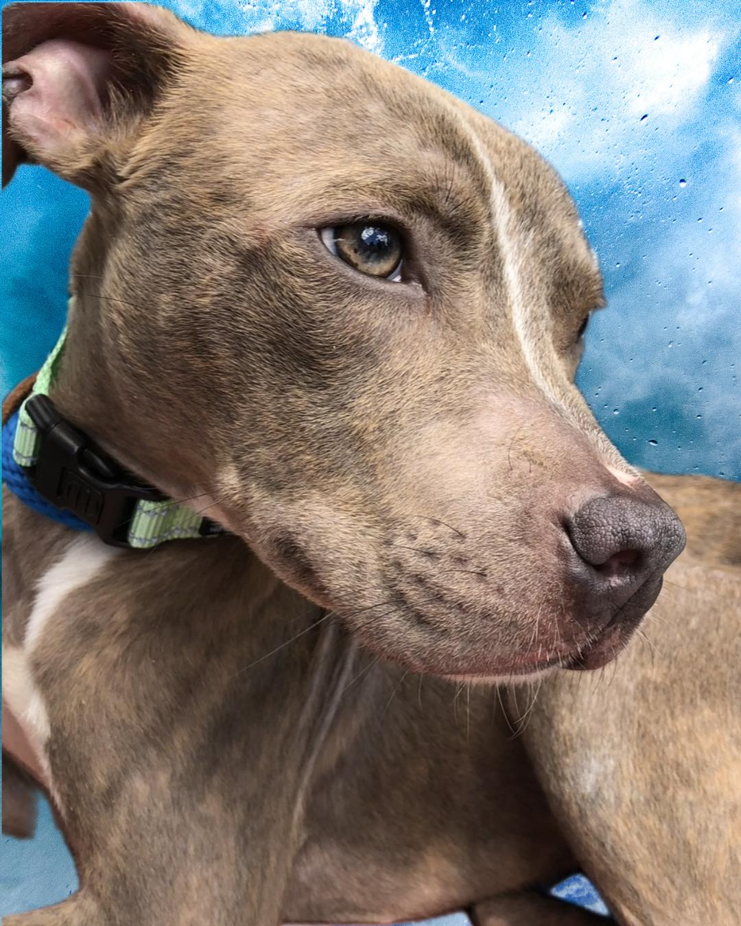 Mickey, ADOPTABLE, Adult Male Pit Bull Terrier.