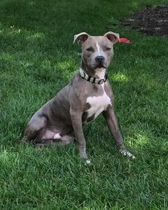 Mickey, a ADOPTABLE mixed breed in Warrenville, IL image 2/6