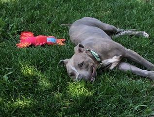 Mickey, a ADOPTABLE mixed breed in Warrenville, IL image 4/6